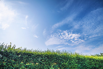 Image showing Larch hedge in a garden under a blue sky