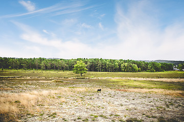 Image showing Black sheep in a summer landscape with dry plains