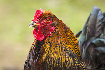 Image showing Close-up of a rooster in the spring