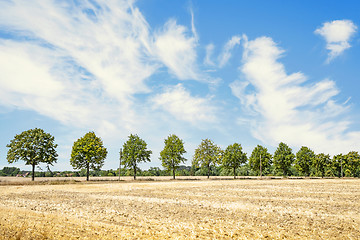 Image showing Green trees on a row in the summer