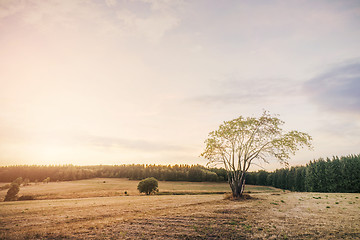 Image showing Beautiful sunset over dry fields in the summer