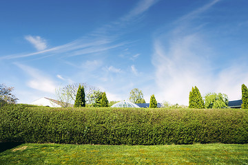 Image showing Hedge in a yard with a green lawn in the summer