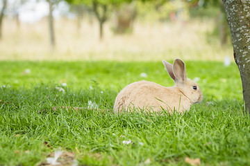 Image showing Cute bunny rabbit sitting in green grass