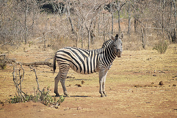 Image showing Zebra standing on the savannah looking straight ahead