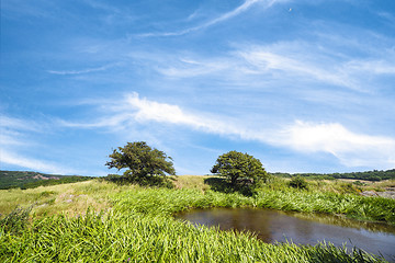 Image showing Two trees by a lake on a meadow