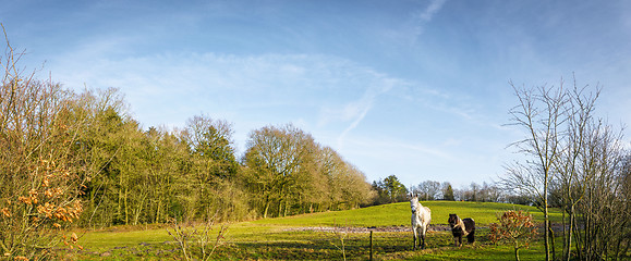 Image showing Two horses in a panorama landscape standing