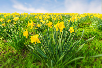 Image showing Yellow daffodils in a park at springtime