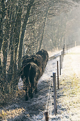 Image showing Cattle walking along an electric fence