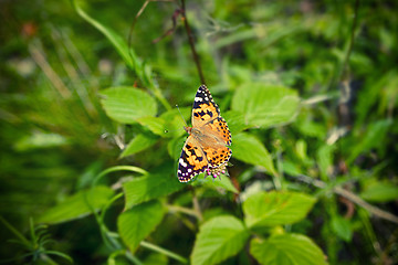 Image showing Vanessa Cardui butterfly on a pink flower