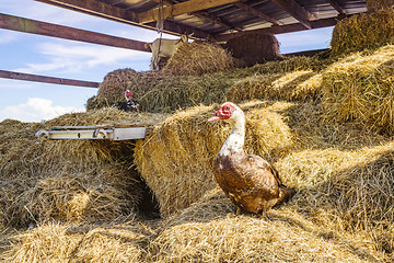 Image showing Farm animals in a barn with hay