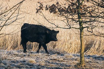 Image showing Black cow walking along a wheat field with frost