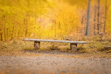 Image showing Old bench with a plank in a bright forest