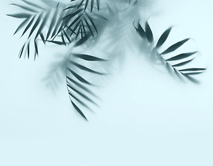 Image showing palm in fog