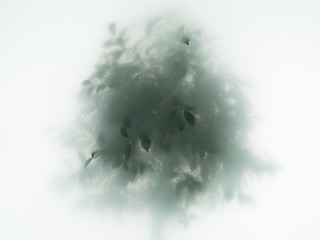 Image showing tree in fog