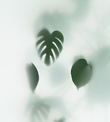 Image showing monstera palm in fog