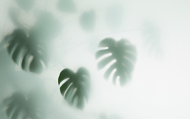 Image showing monstera palm in fog