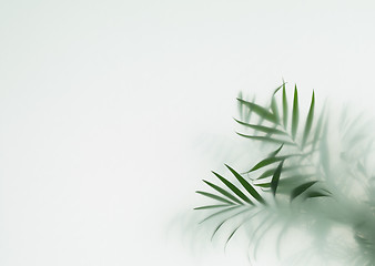 Image showing palm in fog