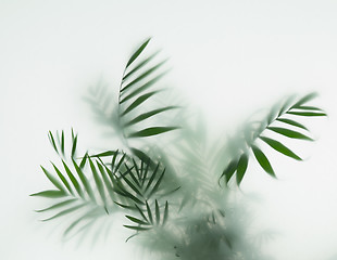 Image showing palm in fog