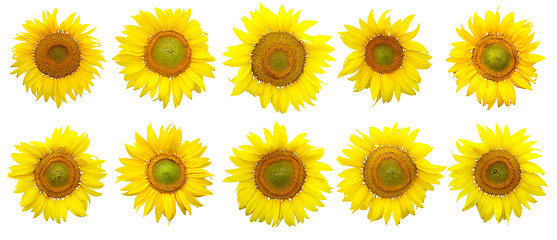 Image showing Sunflower isolated on the white background