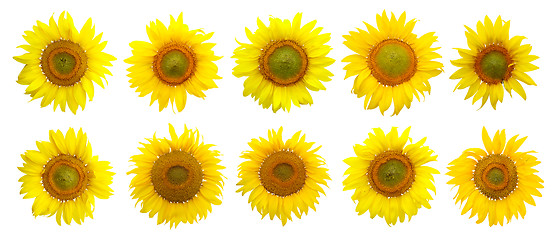 Image showing Sunflower isolated on the white background
