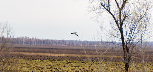 Image showing Grey heron