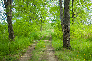 Image showing Dirt road 