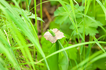 Image showing Grass and leaf 1