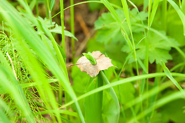 Image showing Grass and leaf