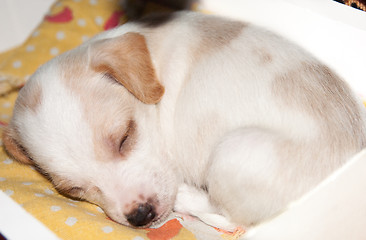 Image showing Puppy