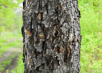 Image showing Tree is dying