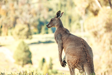 Image showing Australian native kangaroo in rural bushland