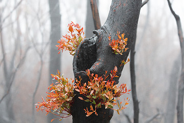 Image showing A burnt tree flourishing with bright new growth