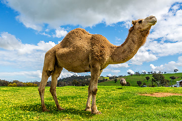 Image showing Camel and emu