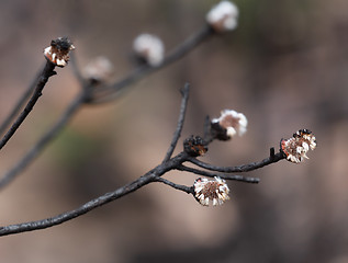 Image showing Seed pods germinate after bush fire