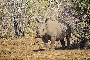 Image showing Rhino standing under a tree