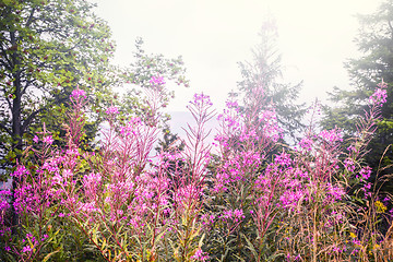 Image showing Pink wildflowers in the spring on a meadow