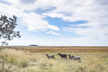 Image showing Sheep walking on a golden meadow