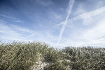 Image showing Lyme grass on a sand dune in the summer