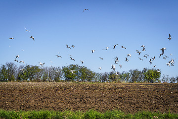 Image showing Seagulls flying over a ploughed field