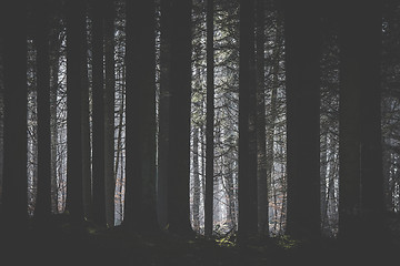 Image showing Dark forest with a clearing lighten up by the sun