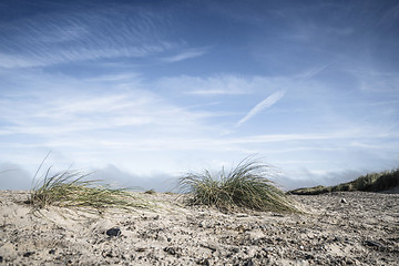 Image showing Lyme grass on a northern beach