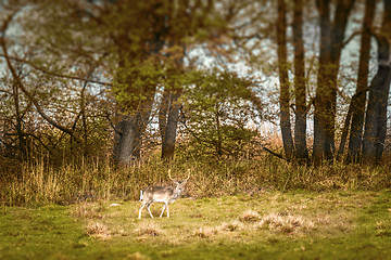 Image showing Deer with large antlers on a meadow in the fall