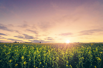 Image showing Rural scenery in the sunrise with a yellow rapeseed