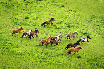 Image showing Herd of wild pony horses running on a rural meadow