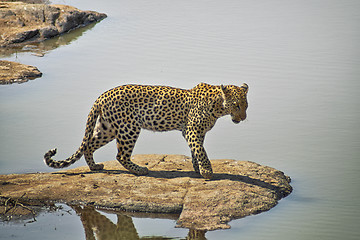 Image showing Leopard standing on a rock by a lake