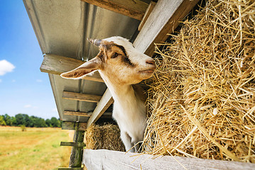 Image showing goat eating hay at a barn in a rural environment