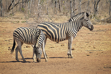 Image showing Zebras on the dry savannah looking for food