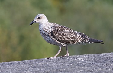 Image showing Seagull