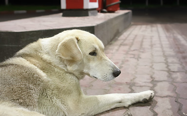 Image showing Cute Stray Dog On The Pavement Close-up