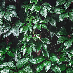 Image showing Wet Wild Grape Leaves Background